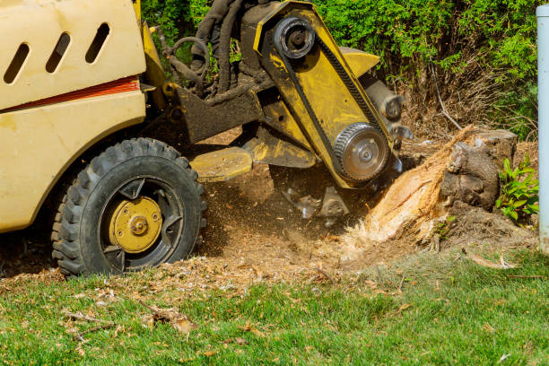 Best Hazardous Tree Removal  in Deerwood, TX